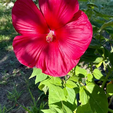 Les 4 Mondes Bed & Breakfast Vieux-Boucau-les-Bains