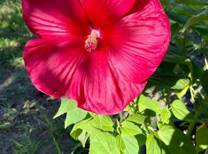 Les 4 Mondes Bed & Breakfast Vieux-Boucau-les-Bains